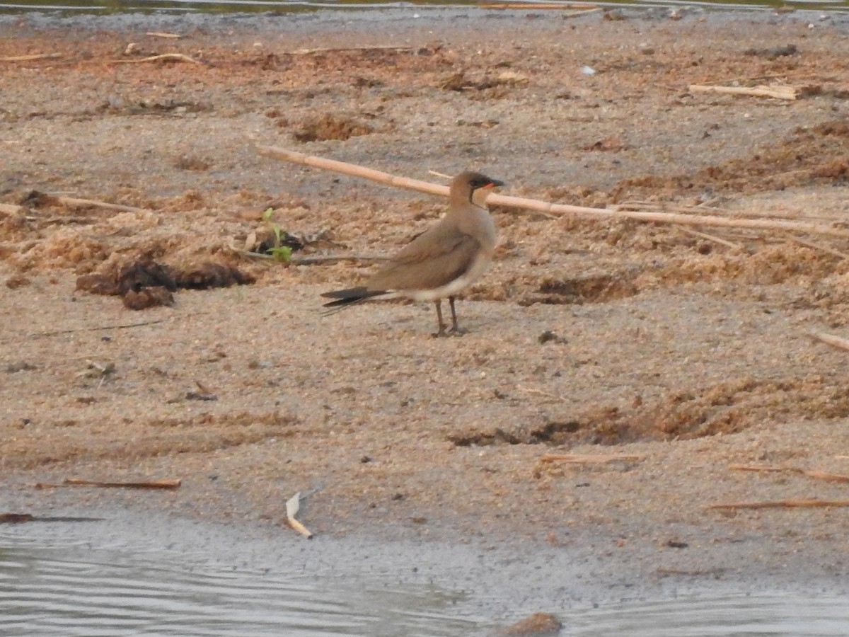 Collared Pratincole - ML512431351