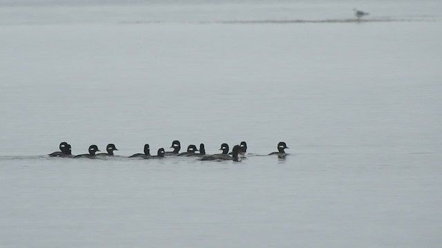 Bufflehead - ML512431661