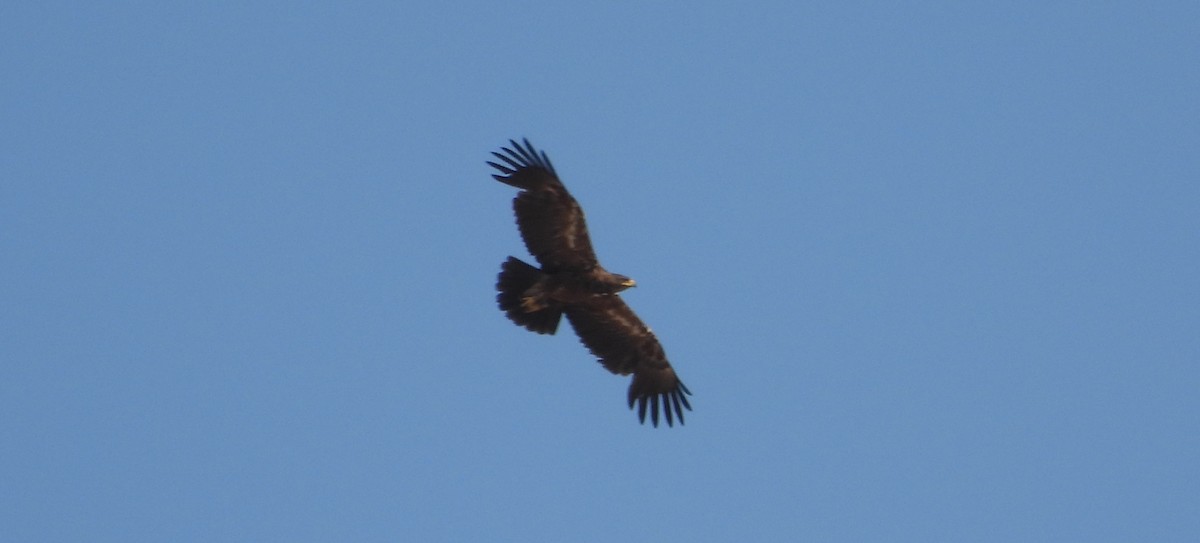 Lesser Spotted Eagle - ML512431971