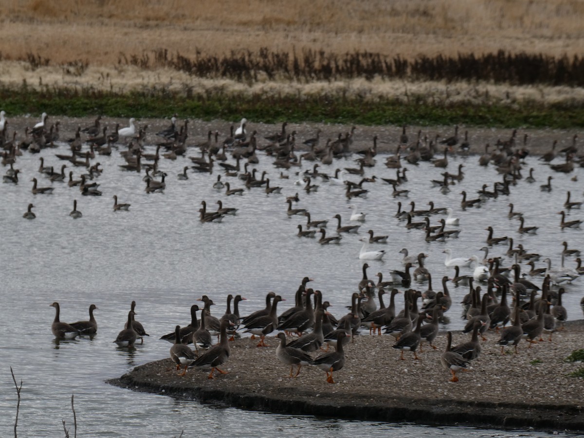 Greater White-fronted Goose - ML512432351