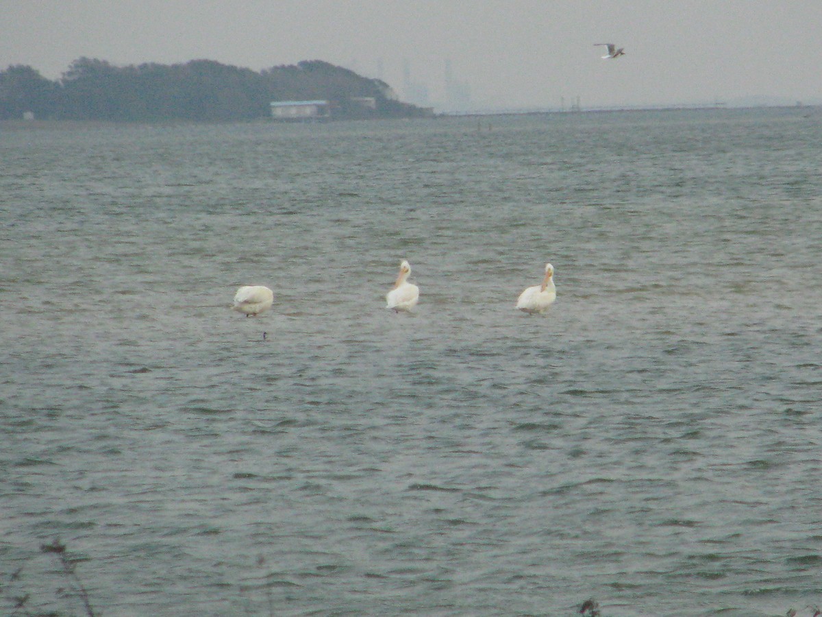 pelikán severoamerický - ML51243681
