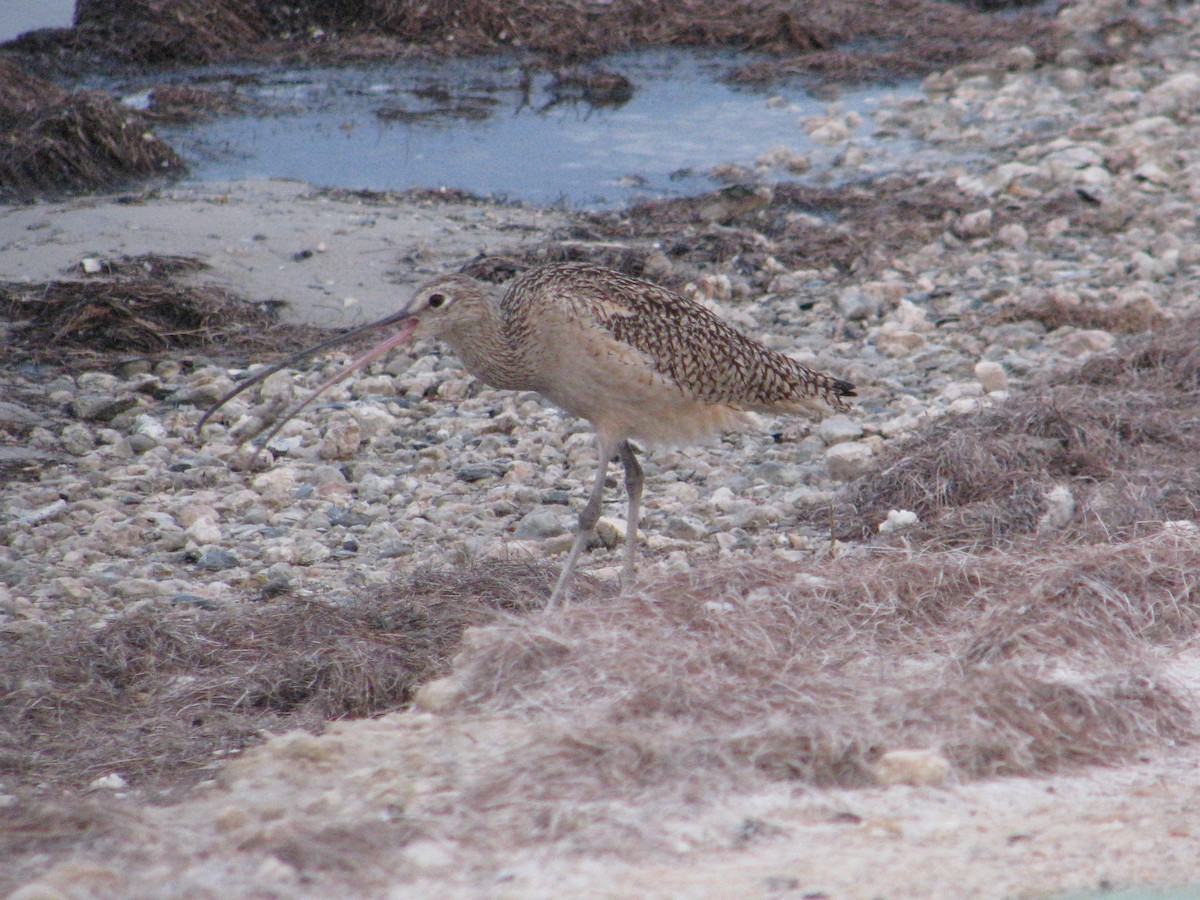 Long-billed Curlew - ML51243701