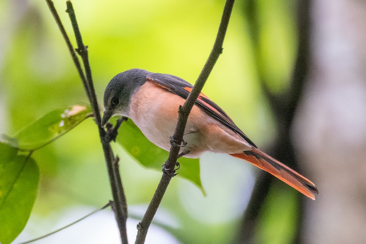 Rosy Minivet - ML512438281