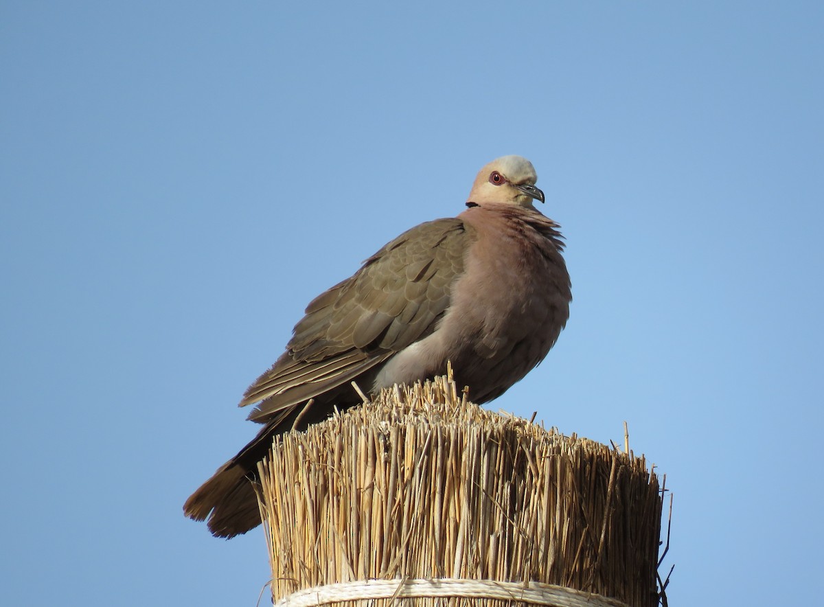 Red-eyed Dove - ML51243971