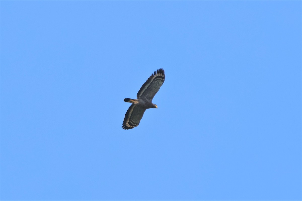 Crested Serpent-Eagle - ML512439911