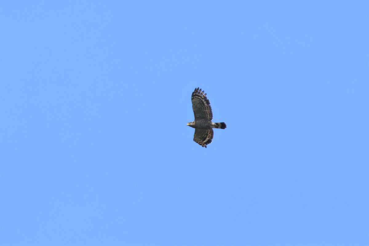 Crested Serpent-Eagle - ML512439921