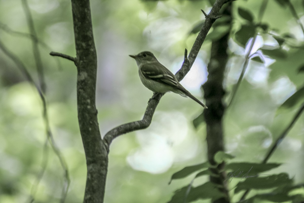 Moucherolle vert - ML512440091