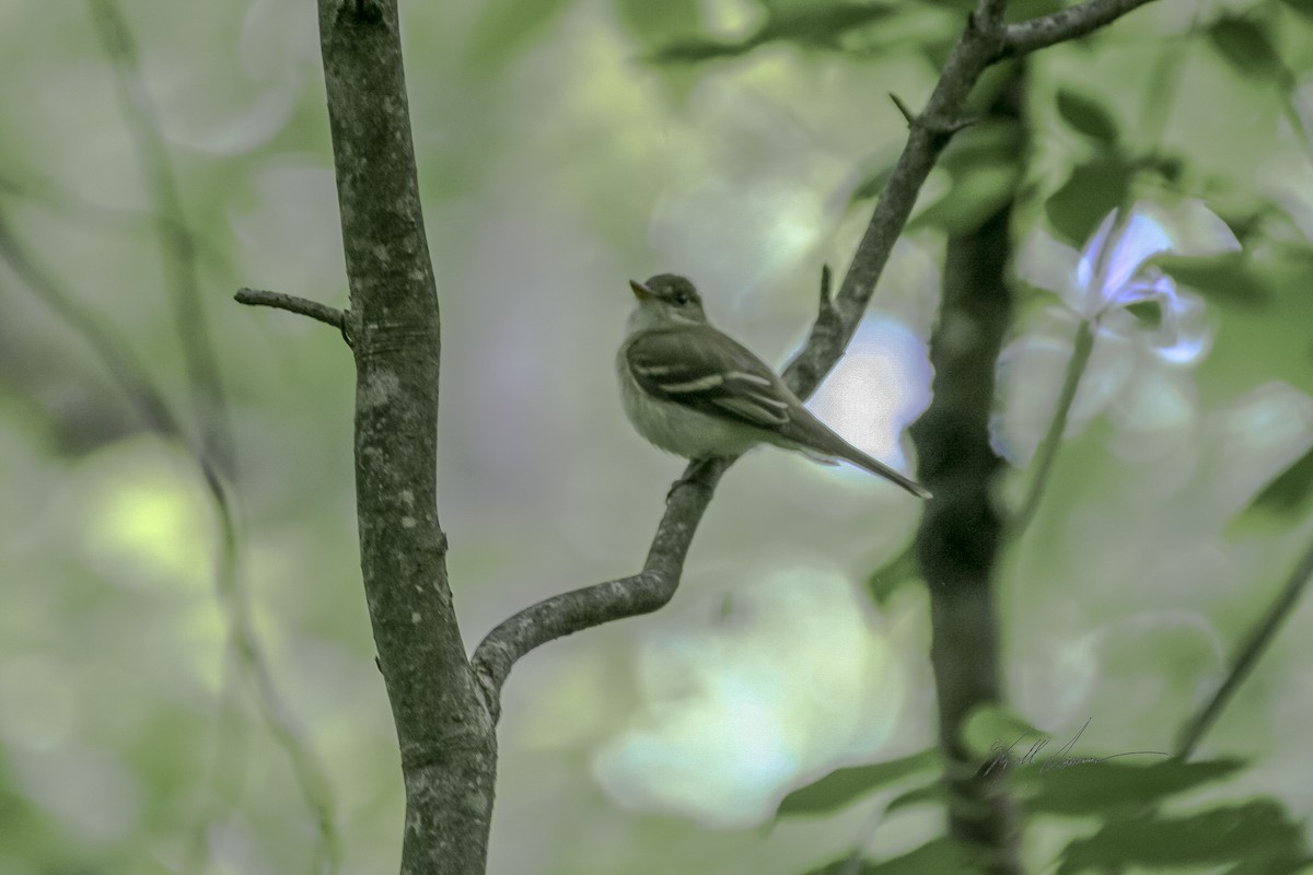 Acadian Flycatcher - ML512440101