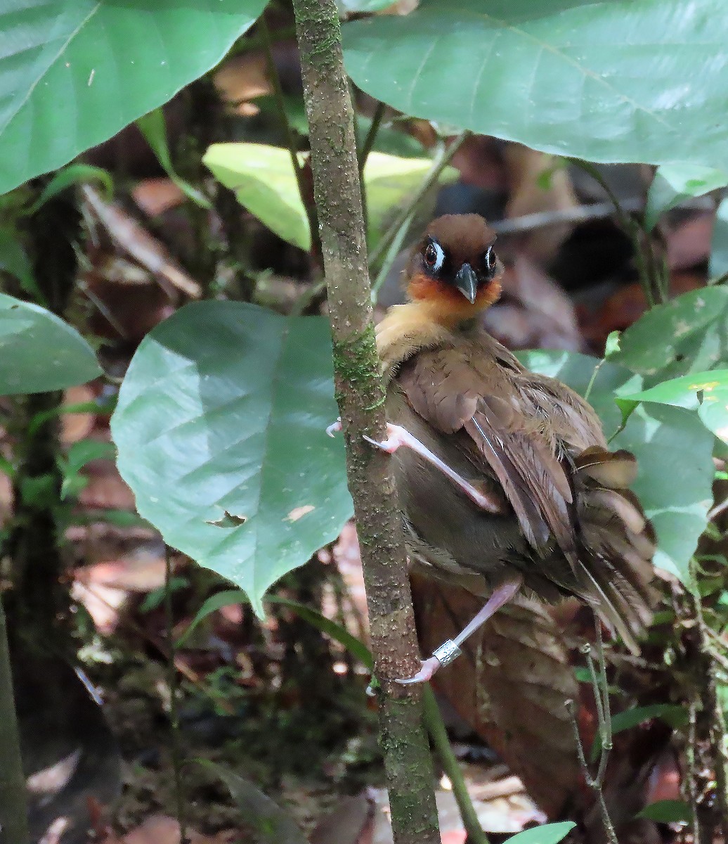 Rufous-throated Antbird - sylvain Uriot