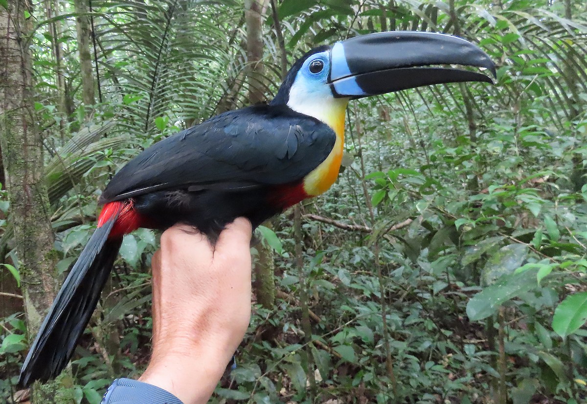 Channel-billed Toucan - sylvain Uriot