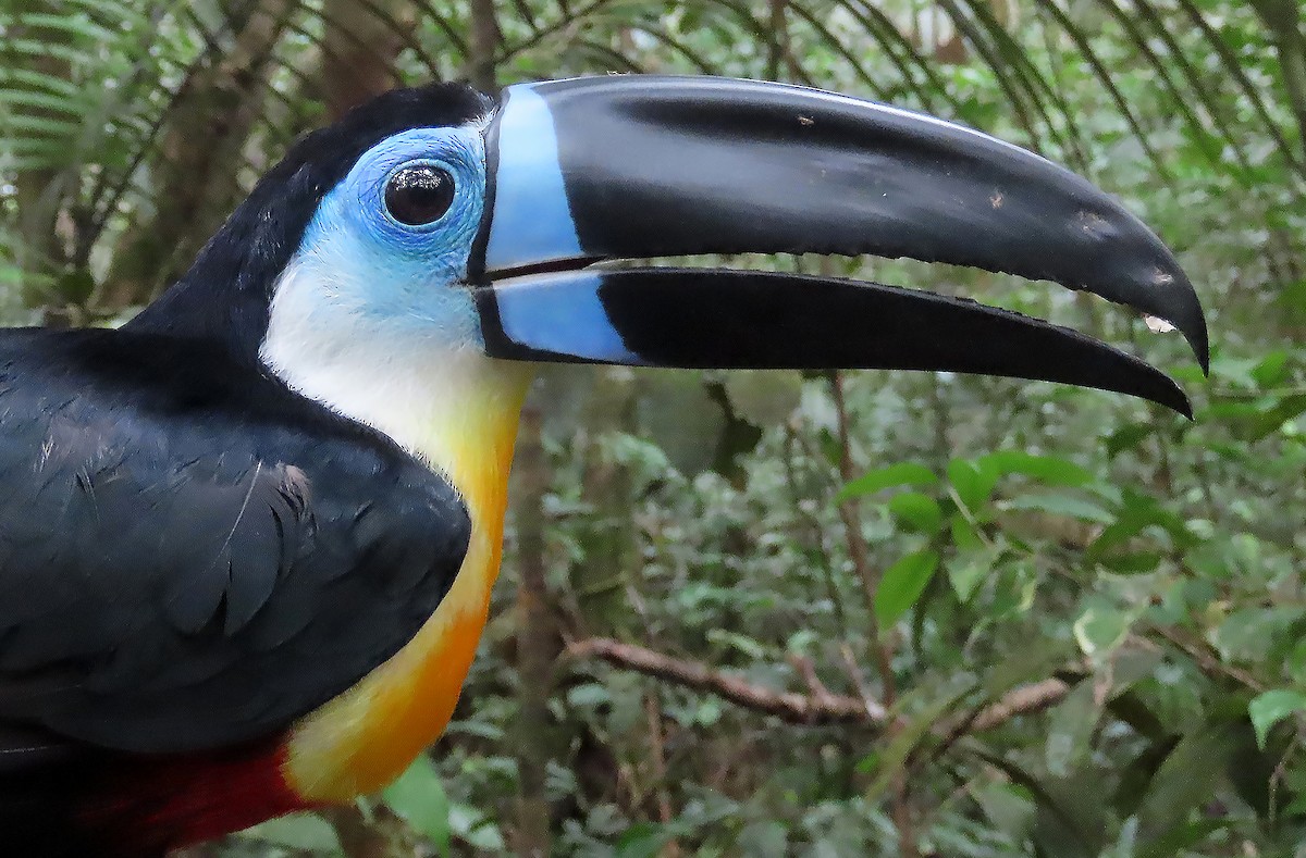 Channel-billed Toucan - ML512440291