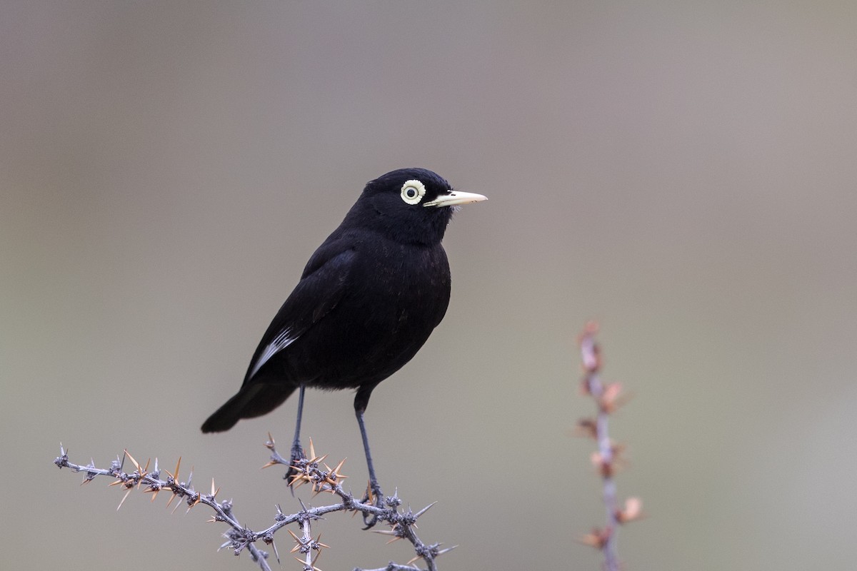 Spectacled Tyrant - ML512441491