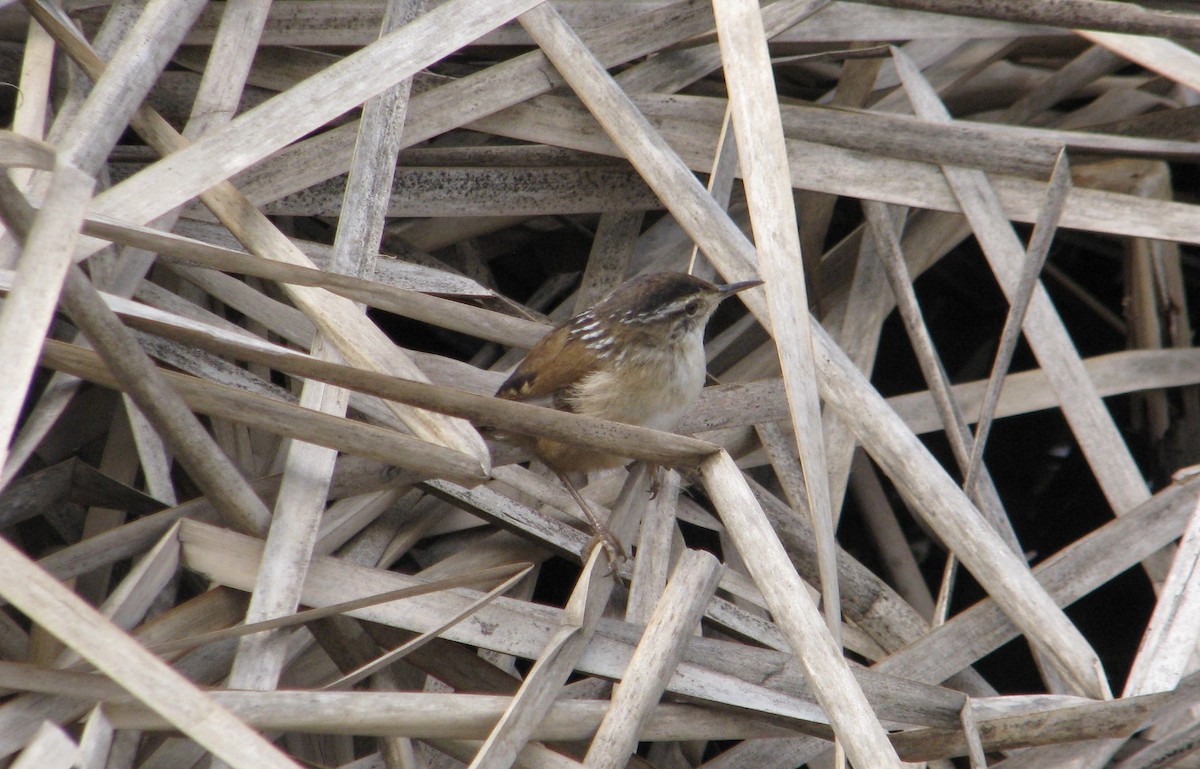 Marsh Wren - Cristina Monita