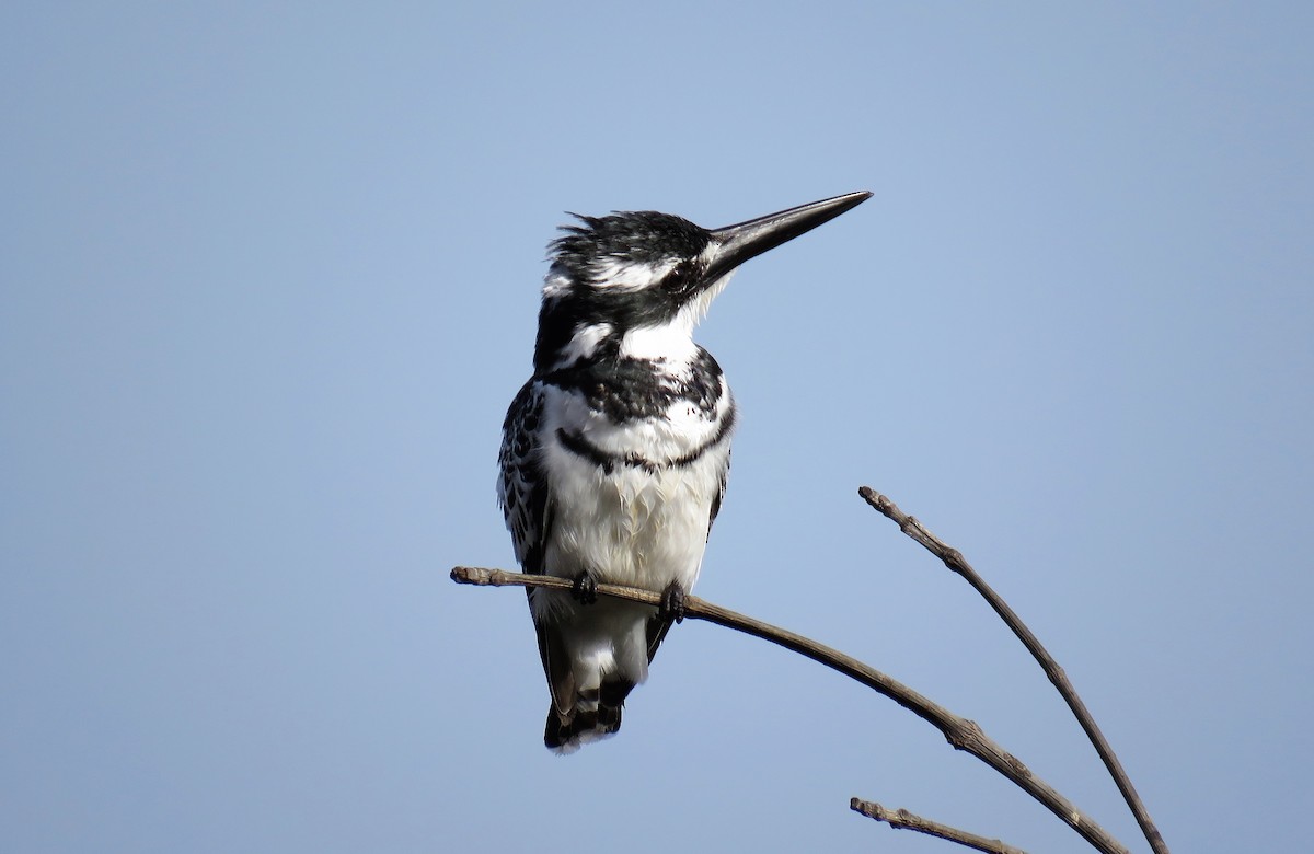 Pied Kingfisher - ML51244201