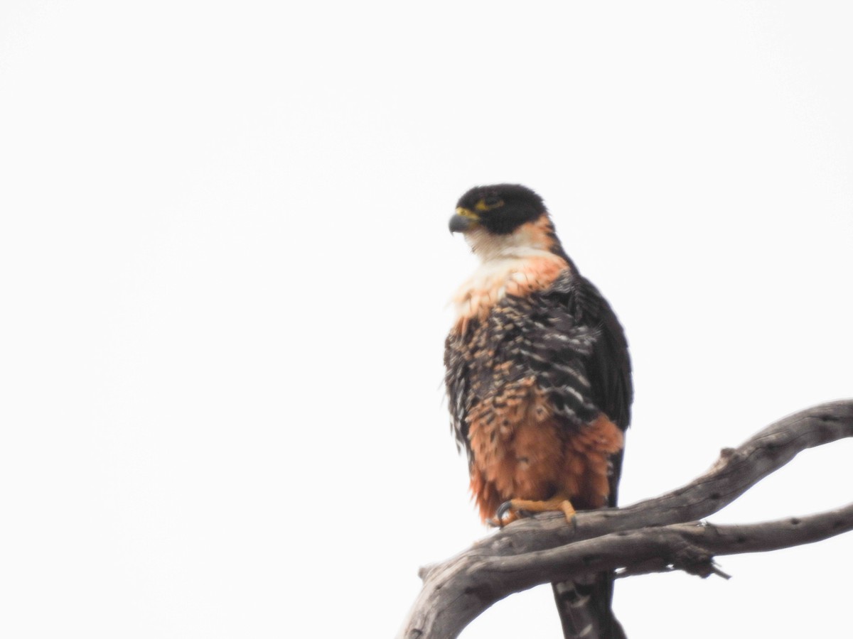 Roadside Hawk - ML512442071