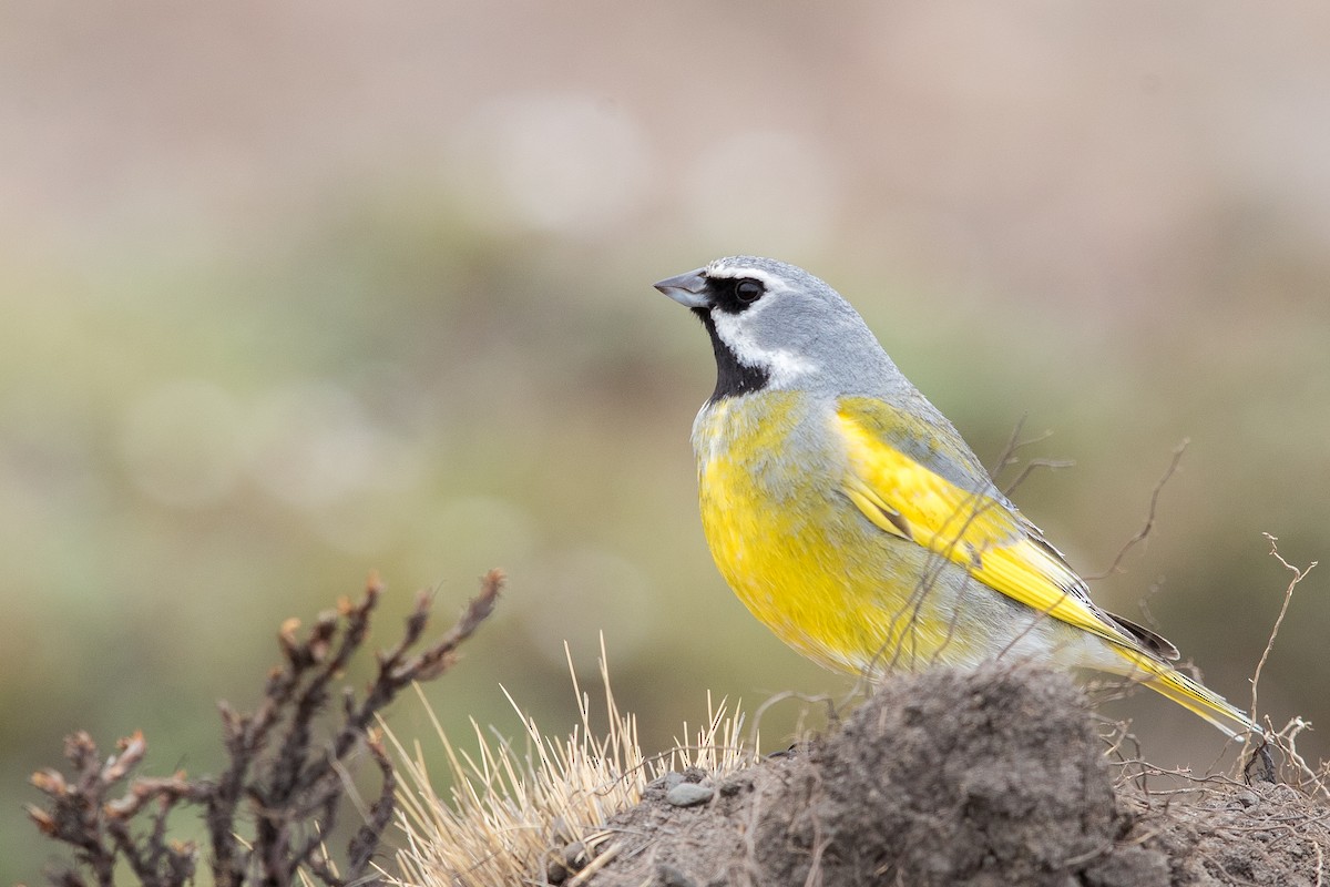 White-bridled Finch (Fuegian) - ML512442331