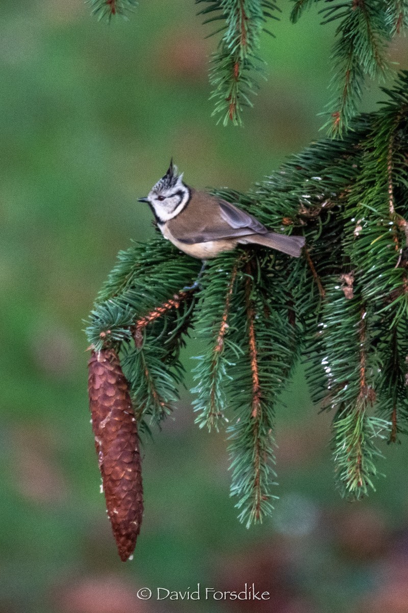 Crested Tit - David Forsdike