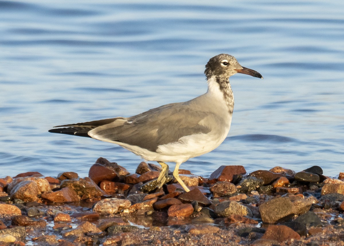 Goéland à iris blanc - ML512443751