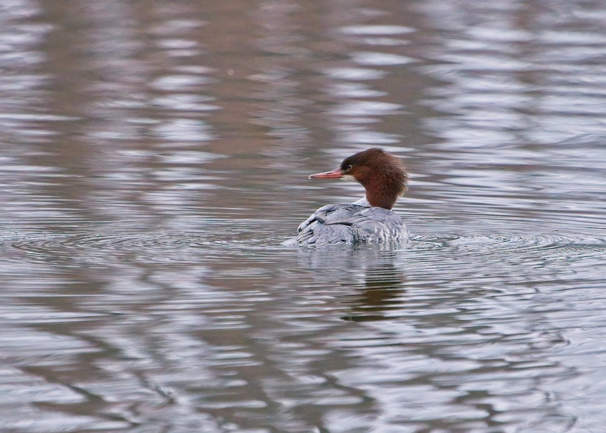 Common Merganser - ML512444131