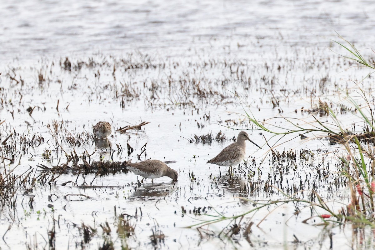 Long-billed Dowitcher - ML512445541