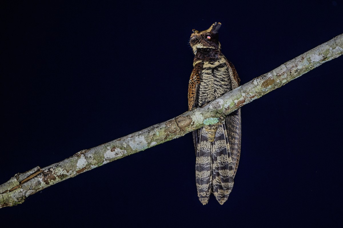 Great Eared-Nightjar - ML512445891