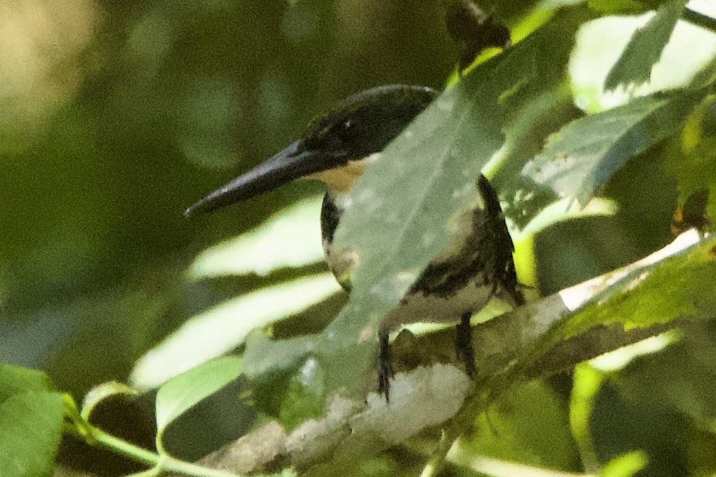 Green Kingfisher - Will Keller