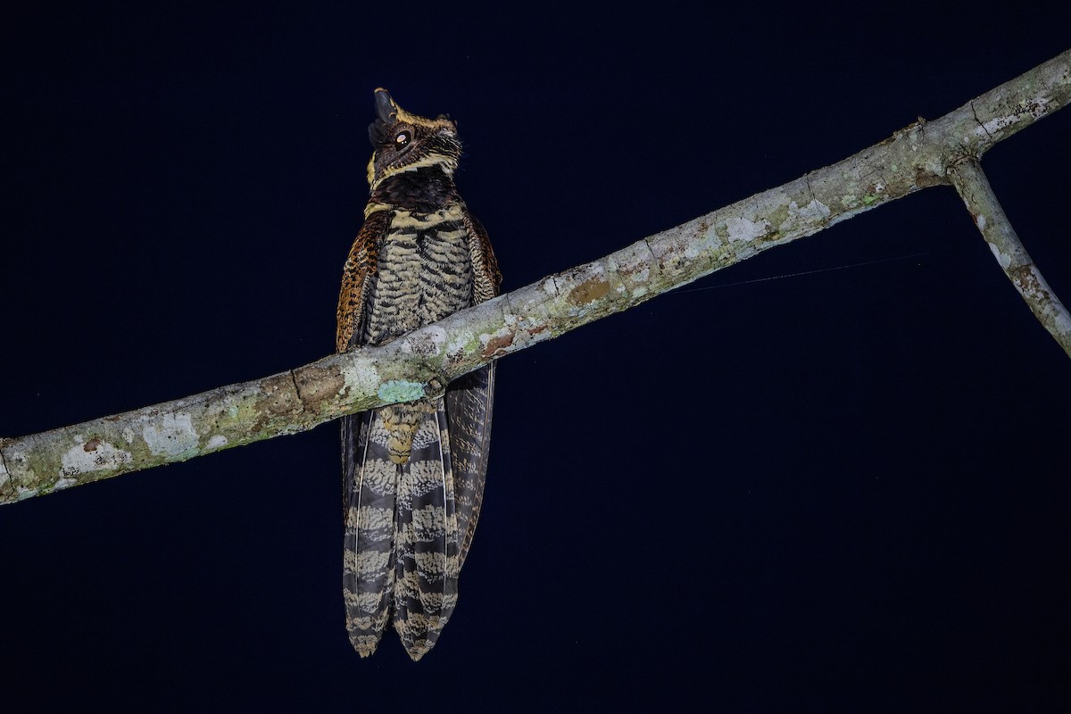 Great Eared-Nightjar - ML512446411