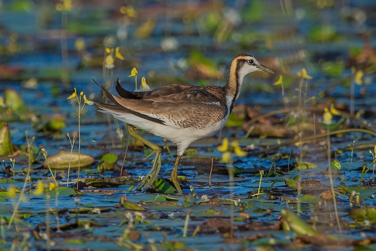 Pheasant-tailed Jacana - Ngoc Sam Thuong Dang