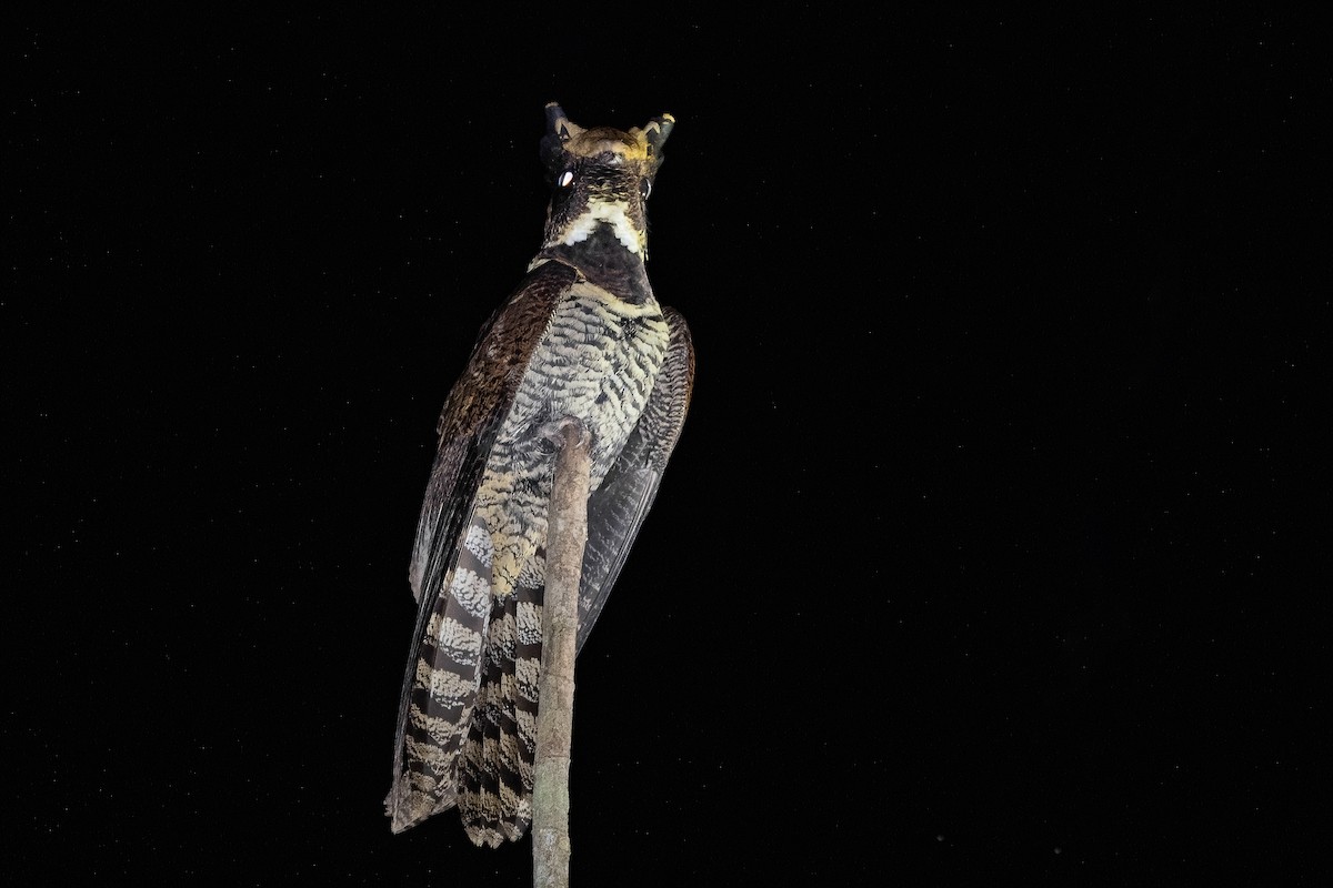 Great Eared-Nightjar - ML512446911