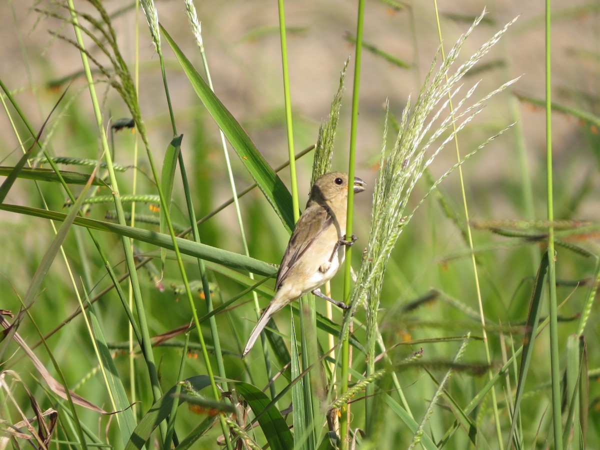 Lined Seedeater - ML512447071