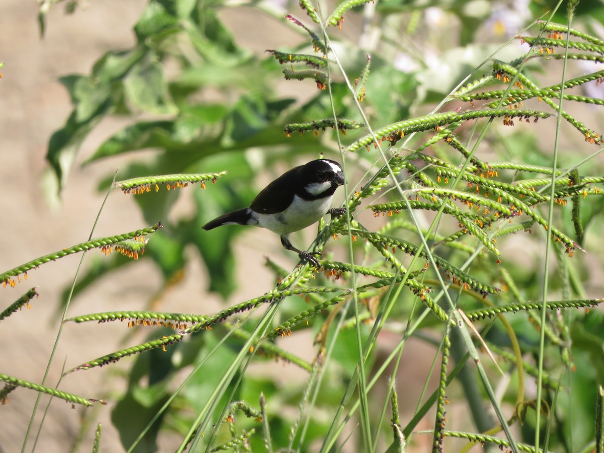 Lined Seedeater - ML512447081