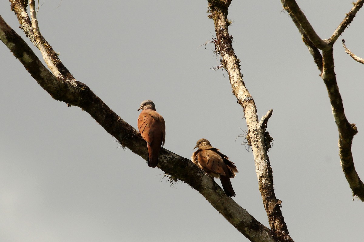 Ruddy Ground Dove - Frank Thierfelder