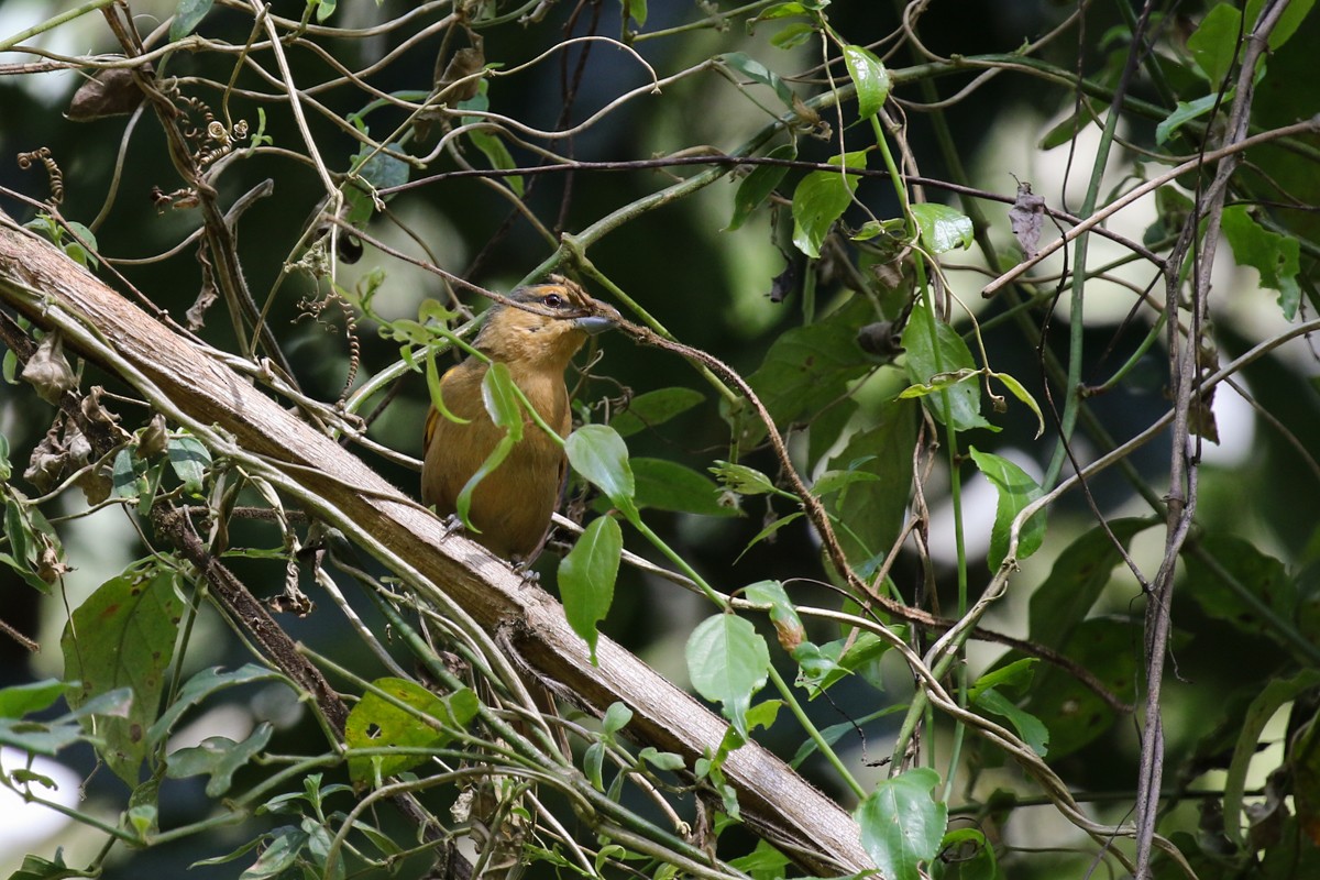 Brown Tanager - ML512447681