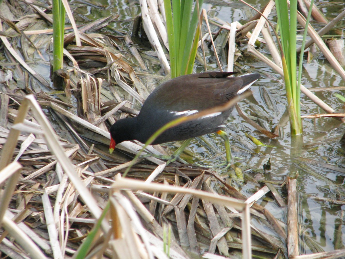 Gallinule d'Amérique - ML51244771