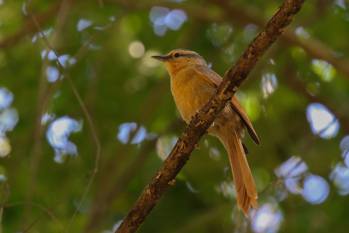 Buff-fronted Foliage-gleaner - ML512447731