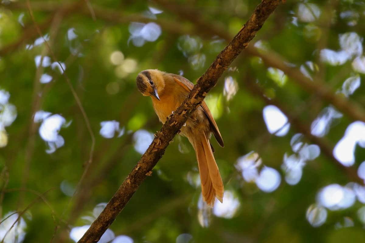 Buff-fronted Foliage-gleaner - ML512447741