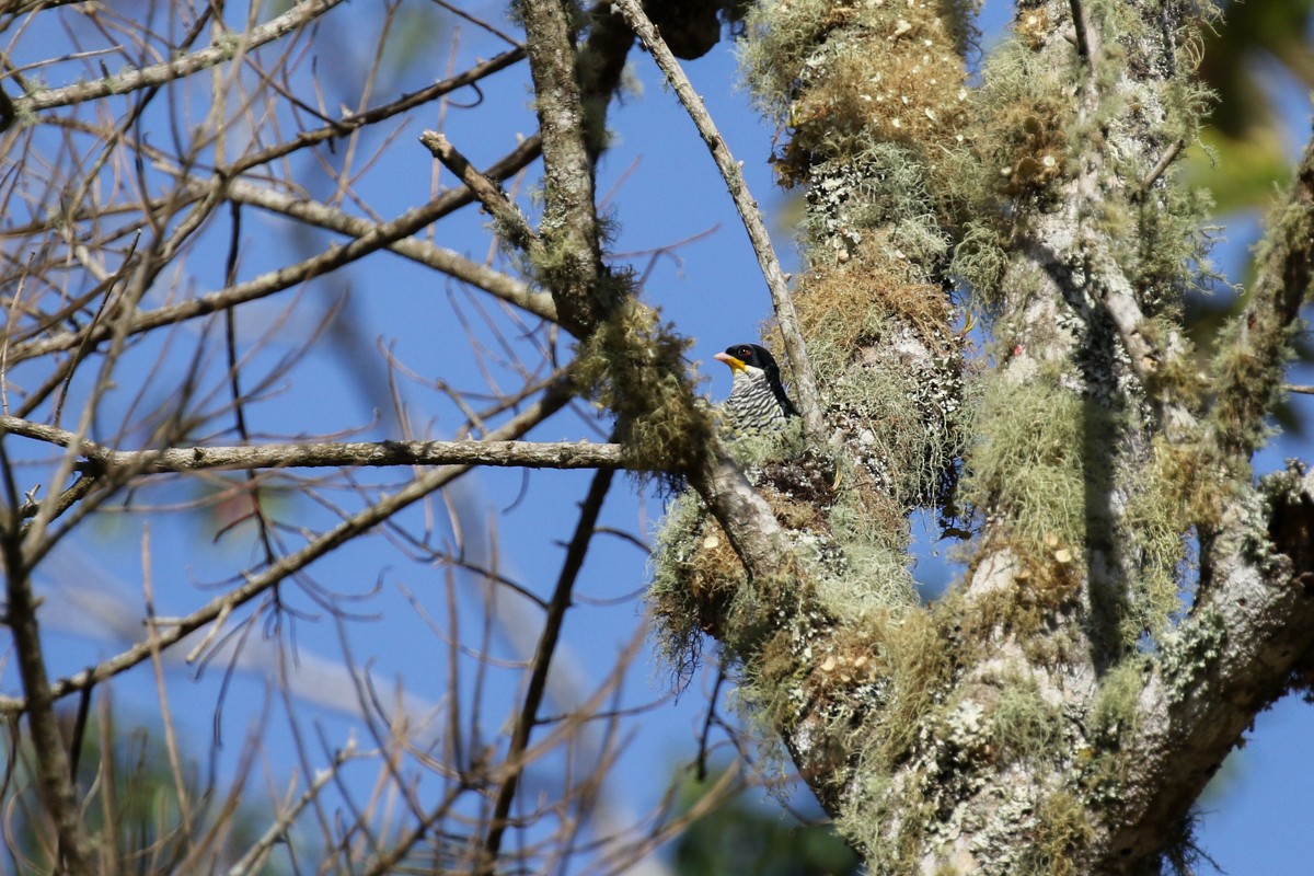 Swallow-tailed Cotinga - ML512447791