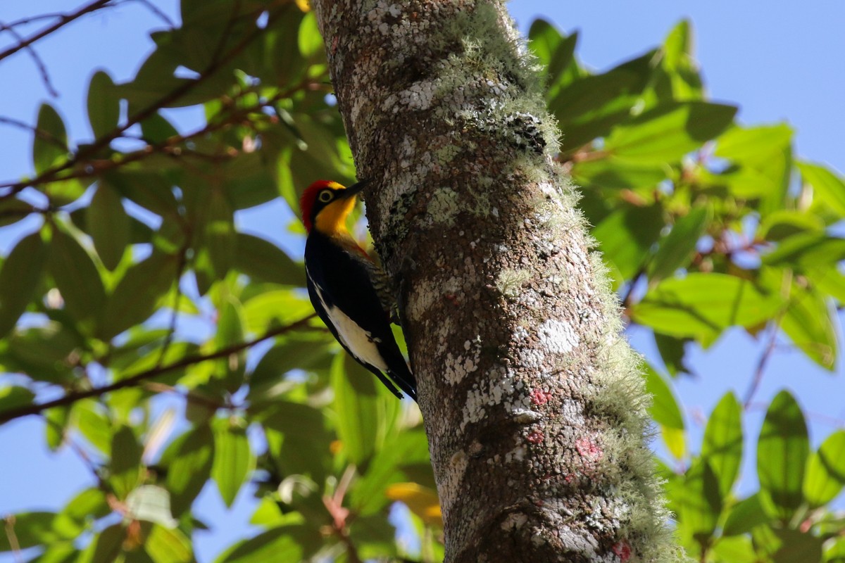 Yellow-fronted Woodpecker - ML512447811