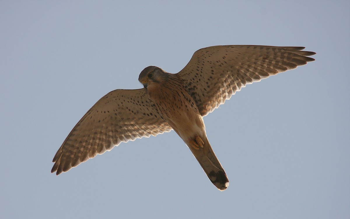 Eurasian Kestrel - Hans-Jürgen Kühnel