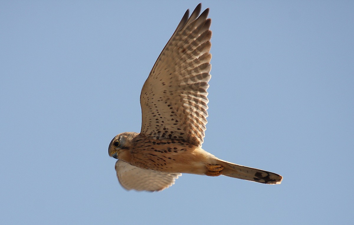 Eurasian Kestrel - Hans-Jürgen Kühnel