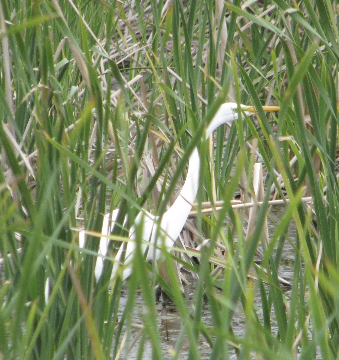 Great Egret - ML51244921