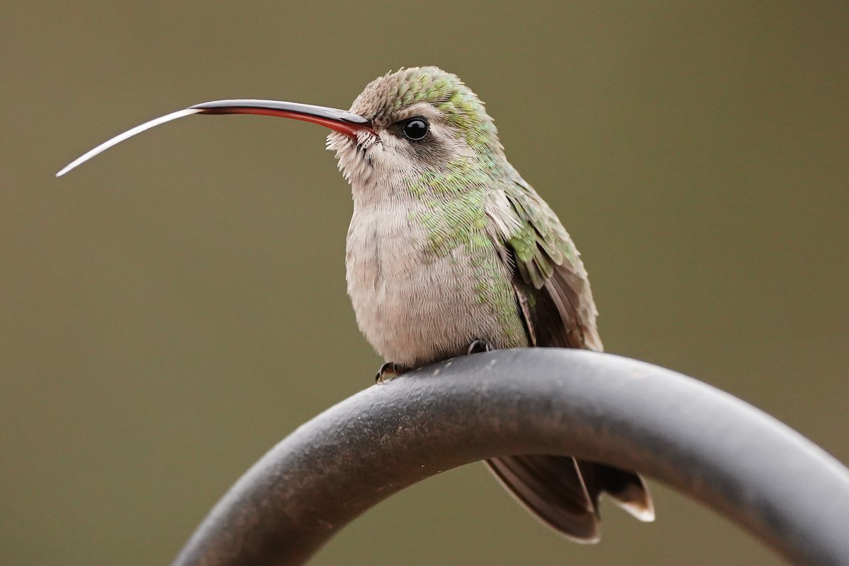 Broad-billed Hummingbird - Aaron Short