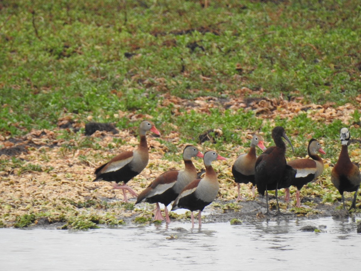 Black-bellied Whistling-Duck - Martín Toledo