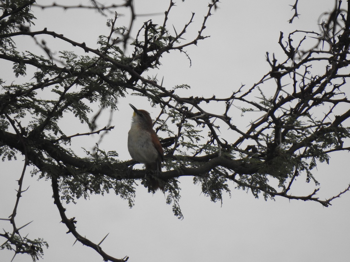 Yellow-chinned Spinetail - Martín Toledo