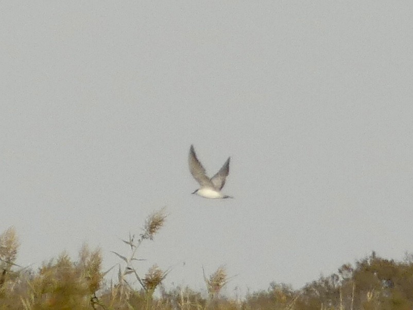 Whiskered Tern - ML512450191