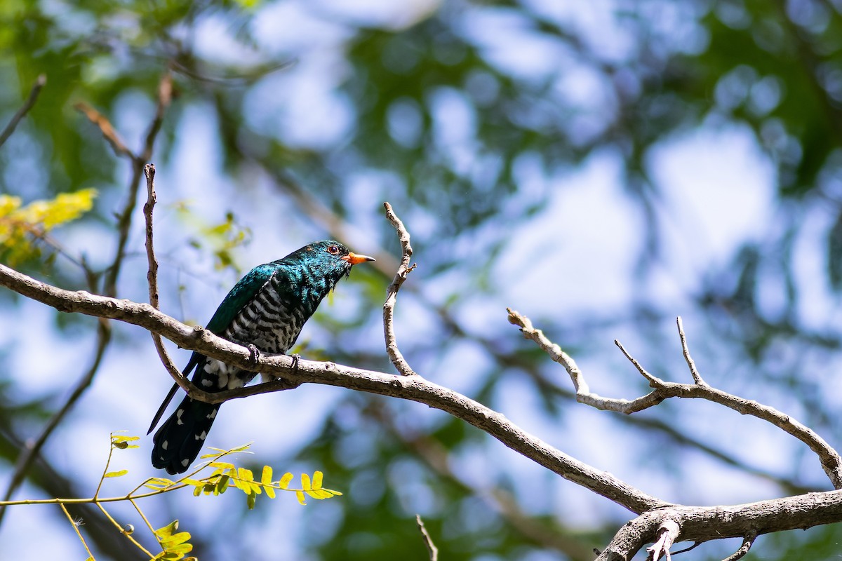 Asian Emerald Cuckoo - ML512450231