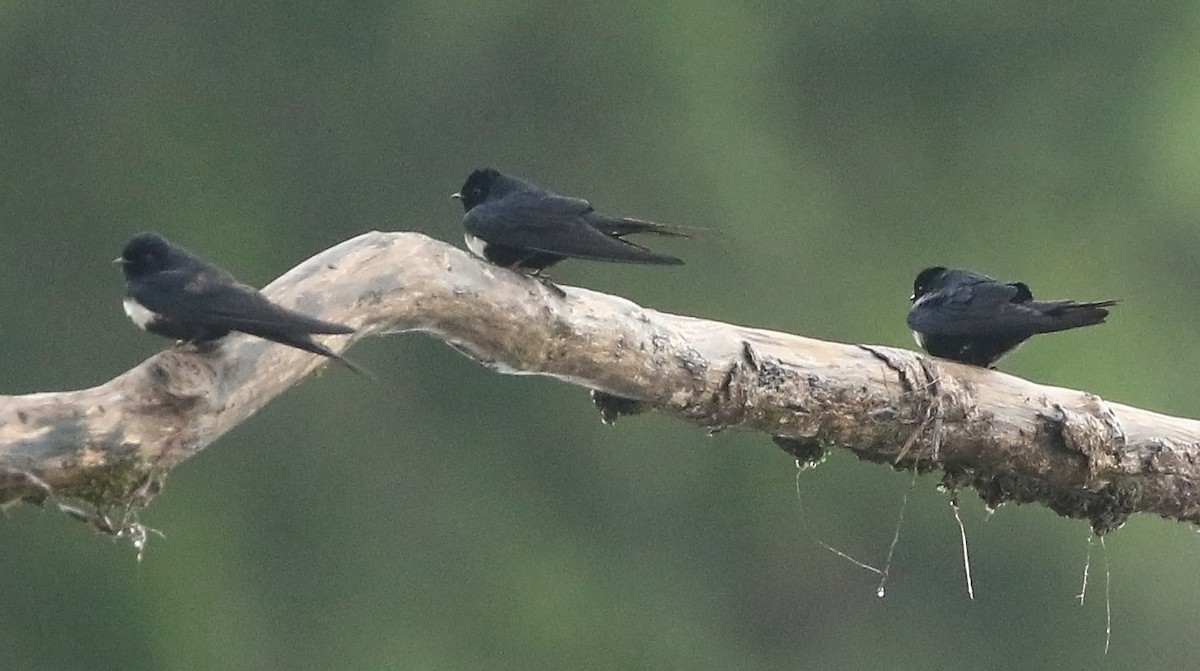 White-banded Swallow - ML512450391