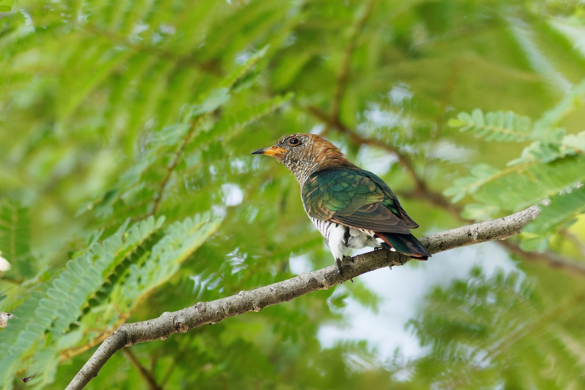 Asian Emerald Cuckoo - ML512450481