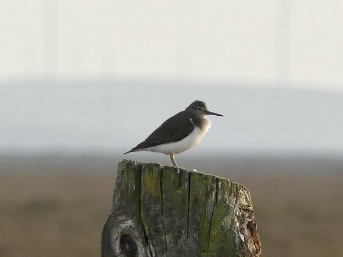 Common Sandpiper - ML512450791