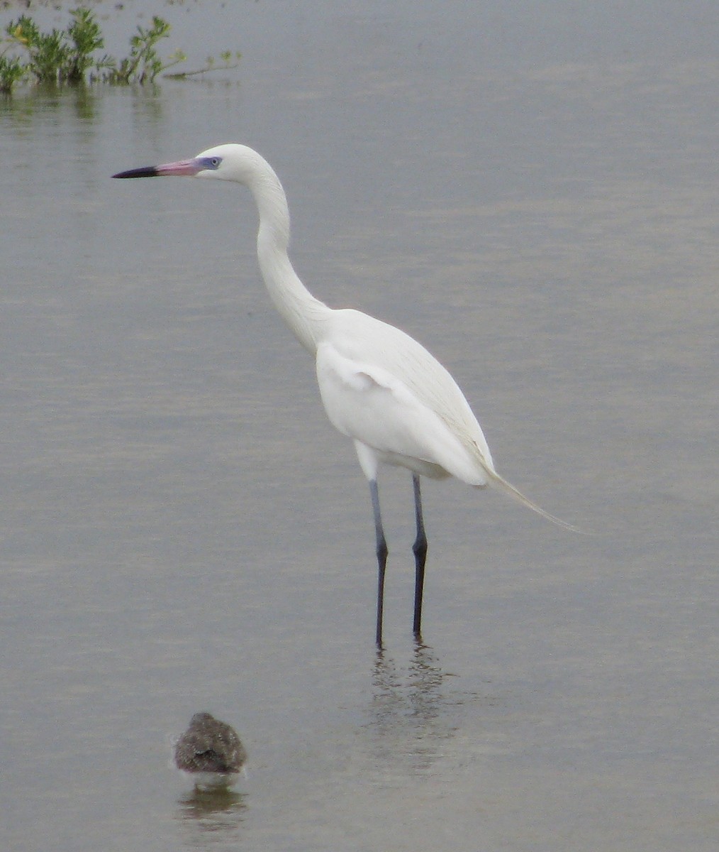 Reddish Egret - Cristina Monita